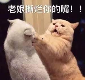 娱乐吃瓜君猫咪